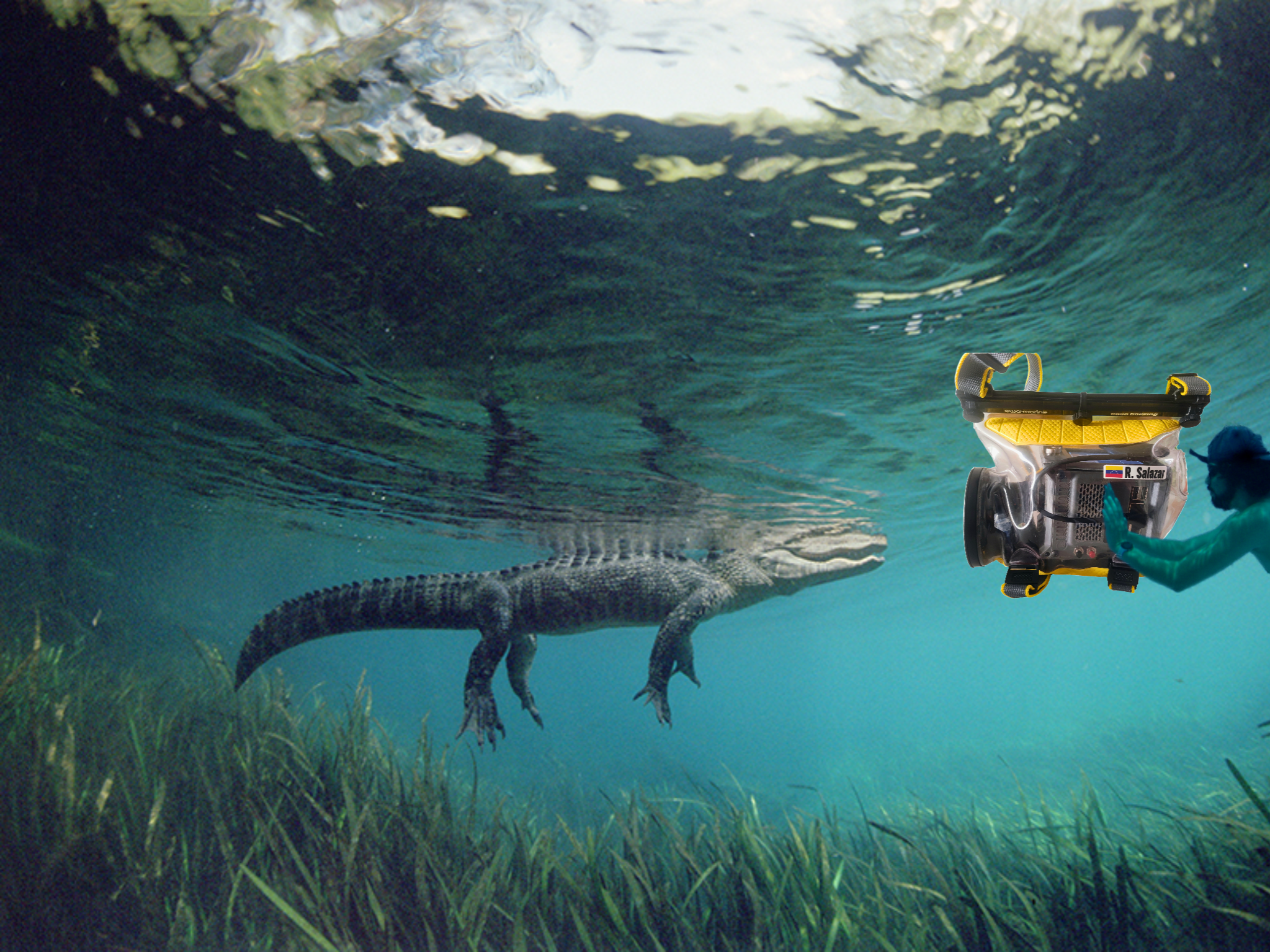 Concept image of Cine ROro underwater near an alligator